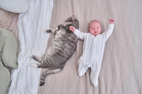 A small child boy is lying on the sofa next to a big cat. A newborn baby near Stock Photos