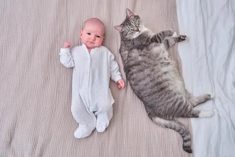 A small child boy is lying on the sofa next to a big cat. A newborn baby near Stock Photos