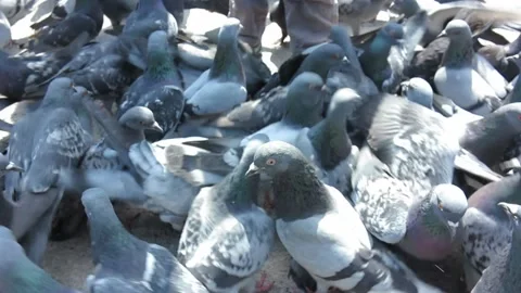 A small child feeding pigeons with hands in the town square Video stock 106946571