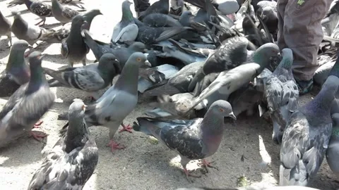 A small child feeding pigeons with hands in the town square Video stock 106949145