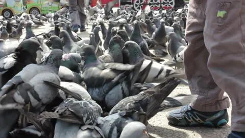 A small child feeding pigeons with hands in the town square Stock Footage 106949453