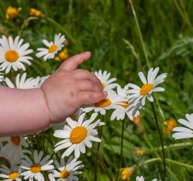 Small child hand touches the daisies Stock Photos