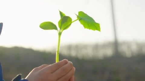 Small Child Hands Holding Young Green Sprout Outdoors Видео 339073086