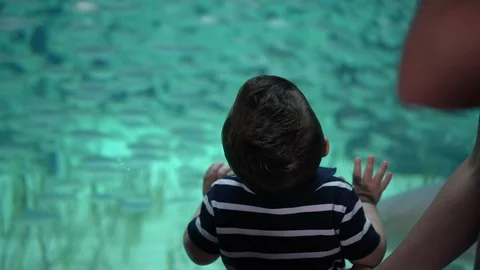 Small child looking through glass in wonder at an aquarium Stock Footage 129385618
