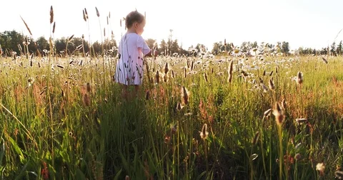 Small child picking flowers in field Stock Footage 110294251