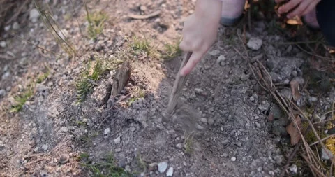 A small child picks up a gray dry pile of earth in the woods with a stick Stock Footage 130489542