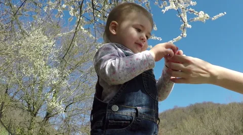 Small child playing in the park. Spring. Flowering tree. Blue sky Stock Footage 61204699