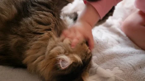 A small child plays with a cat, climbs his hands in the face. HD, 1920x1080 Video stock 147139401
