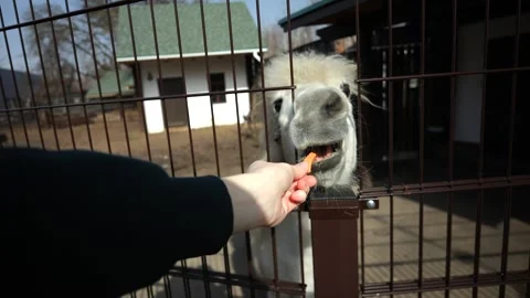 A small child in a red jacket walks in the zoo and looks through the fence.  Stock Footage 271319548