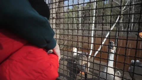 A small child in a red jacket walks in the zoo and looks through the fence.  Stock Footage 271319570