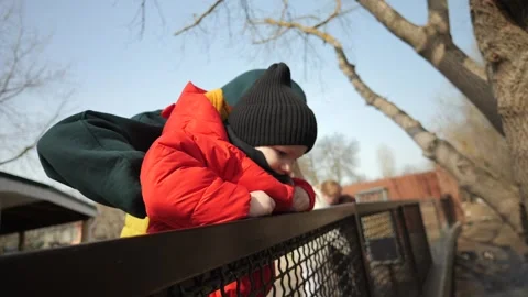 A small child in a red jacket walks in the zoo and looks through the fence. Feed Stock Footage 271319572