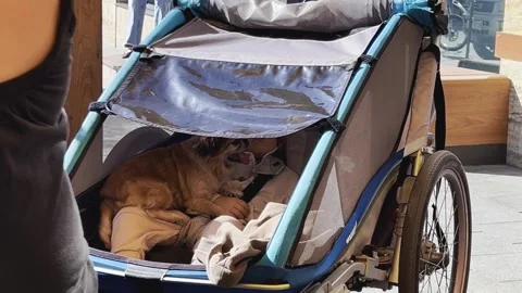 A small child sleeps in a stroller with his little dog in the shade on a bright  Stock Footage 299708907