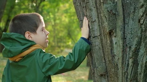 A small child strokes a tree in the autumn forest, caring for and loving the Stock Footage 252424470