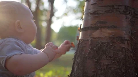 Small child touches the tree. Close-up. Tears bark and tries to eat it Video stock 68844397