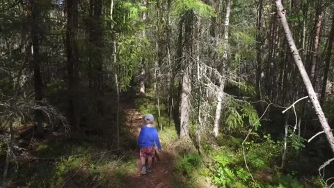 A small child walking on a footpath in a forest with lots of pines and spruces. 库存影片 138755006