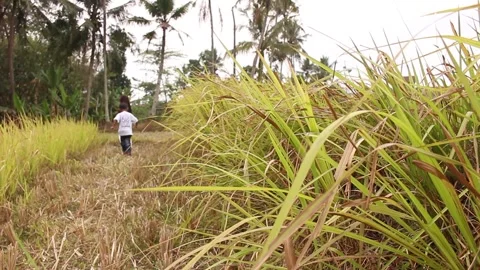 Small children playing in dry rice fields with weeds swaying in the wind Stock Footage 262076747