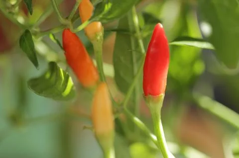 Small chili pepper Stock Photos