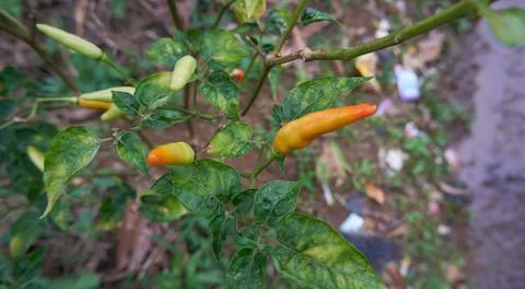 Small Chilli Stock Photos