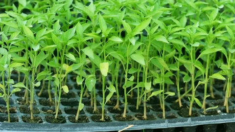 A small chilli tree that was placed in the tray and planted in the fields. Stock Footage 134697313
