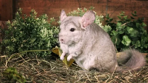 Small chinchilla sitting on straw Video stock 73674461