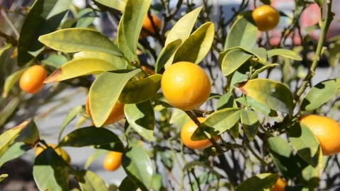 Small chines orange tree close up Stock Footage 125120719