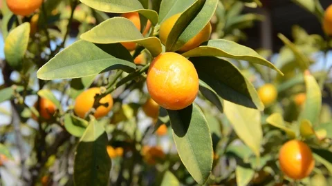 Small chines orange tree close up 스톡 동영상 125120720