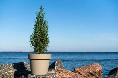 A small Chinese tree in a pot without decorations on granite stones Stock Photos