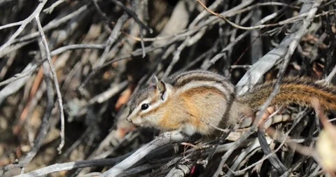 Small chipmunk in dry brush, sniffing and moving Stock Footage 342570028
