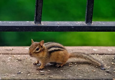 Small chipmunk eating seed on deck Stock-Fotos