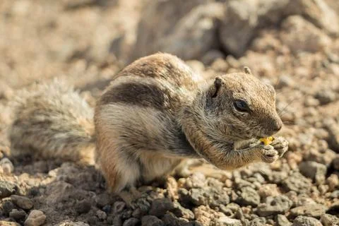 Small chipmunk eating seeds Stock Photos