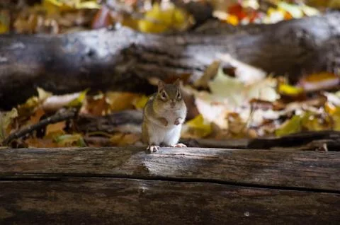 Small chipmunk Stock Photos