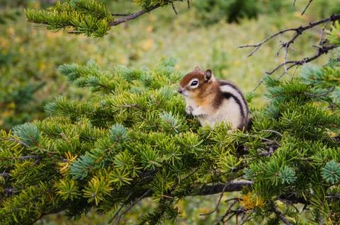 Small chipmunk sitting on a green tree Foto stock
