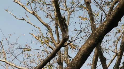 Small chipmunk on tree Stock Footage 10799563