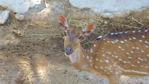 Small chital deer is watching into camera Stock Footage 115068850