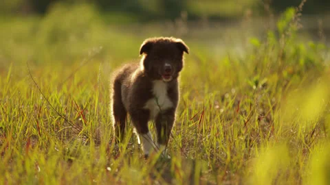 A small chocolate-colored border collie puppy runs across the grass in the rays Stock Footage 278306721