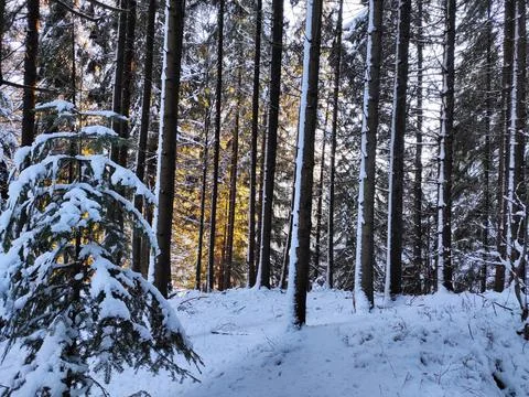 Small christmas tree against the backdrop of a huge forest at sunset. winter  Stock Photos