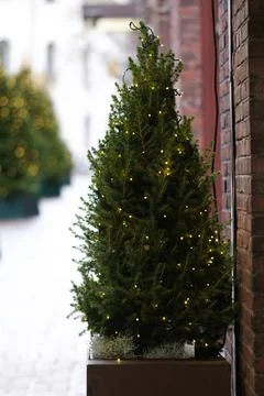 Small Christmas tree Stock Photos