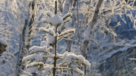 A small Christmas tree in a snow-covered forest. Stock Footage 119391109