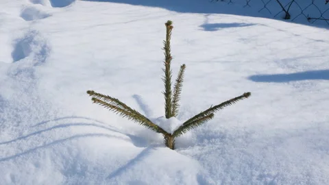 A small Christmas tree in the snow in winter. Stock Footage 152364485