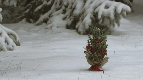 Small Christmas tree under falling snow Stock Footage 99929372