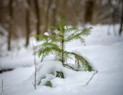 Small Christmas tree in the winter forest Stock Photos