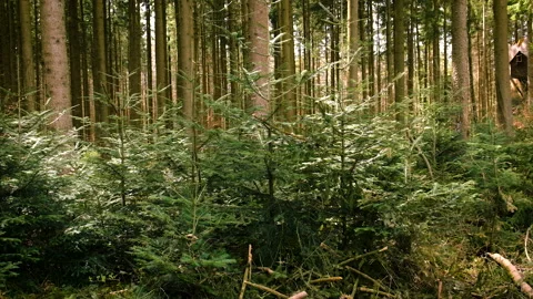 Small Christmas trees grow in the forest. Selective focus. Stock Footage 226337174