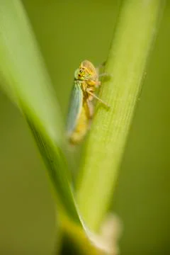 Small cicada hiding between a leaf and stalk Stock Photos