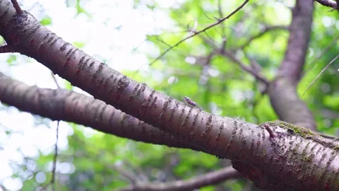 Small Cicada Resting on a Tree Branch in a Lush Green Summer Forest Stock Footage 342220703