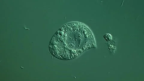 Small Ciliate under microscopy view 库存影片 306579576