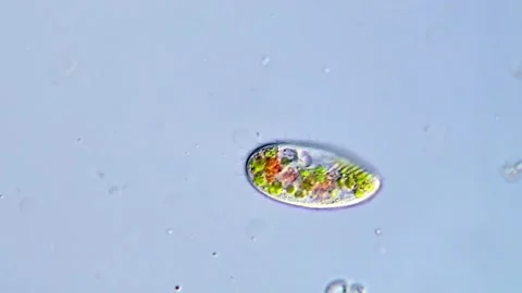 Small Ciliates protozoa, DIC microscope 400x Vídeos de archivo 317886530