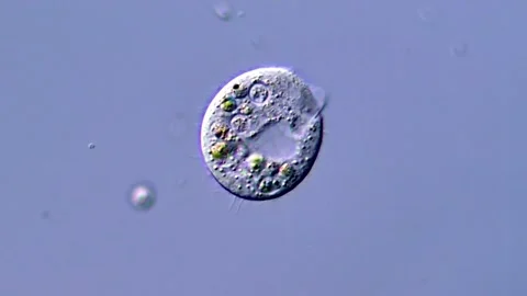 Small Ciliates protozoa, microscope view 400x 動画素材 317957521