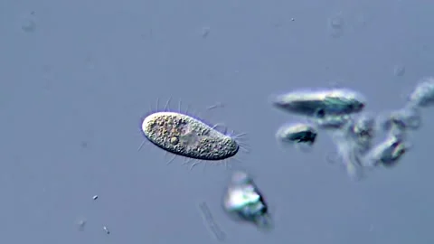 Small Ciliates protozoa under microscopy view, 400x Stock Footage 317956461
