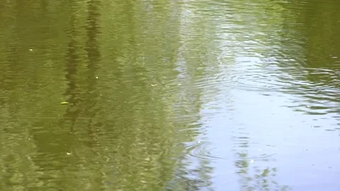 Small circles on the surface of the water. Ripples in the pond. Stock Footage 133177447