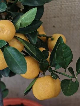 Small Citrus Bunch Developing On Aesthetic Indoor Tree With Shiny Foliage 库存照片